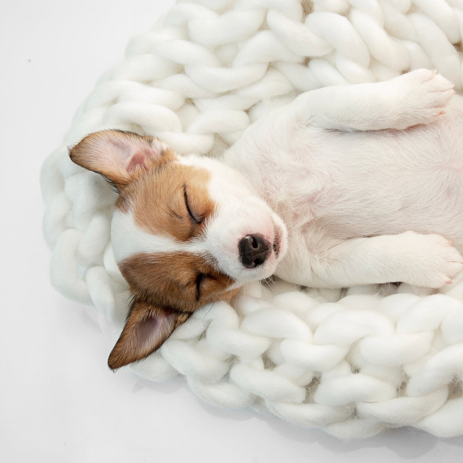 Animaux de compagnie