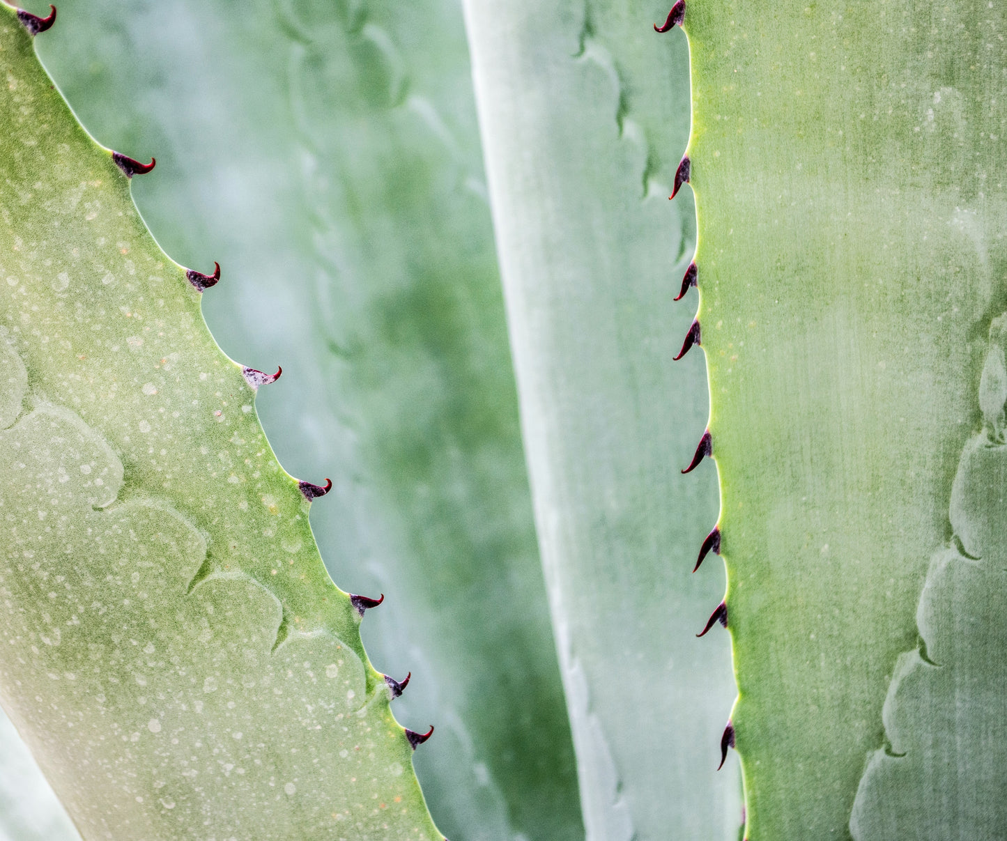 Beurre d'Aloe Vera