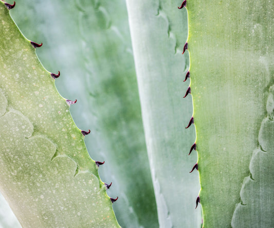 Beurre d'Aloe Vera